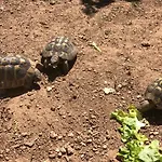 Les Tortues Vue Holiday home La Seyne-sur-Mer