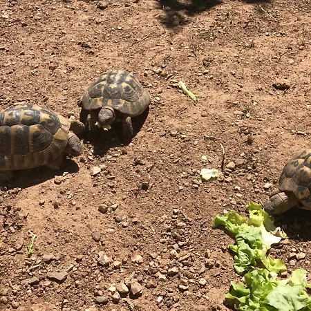 Les Tortues Vue Ferienhaus La Seyne-sur-Mer